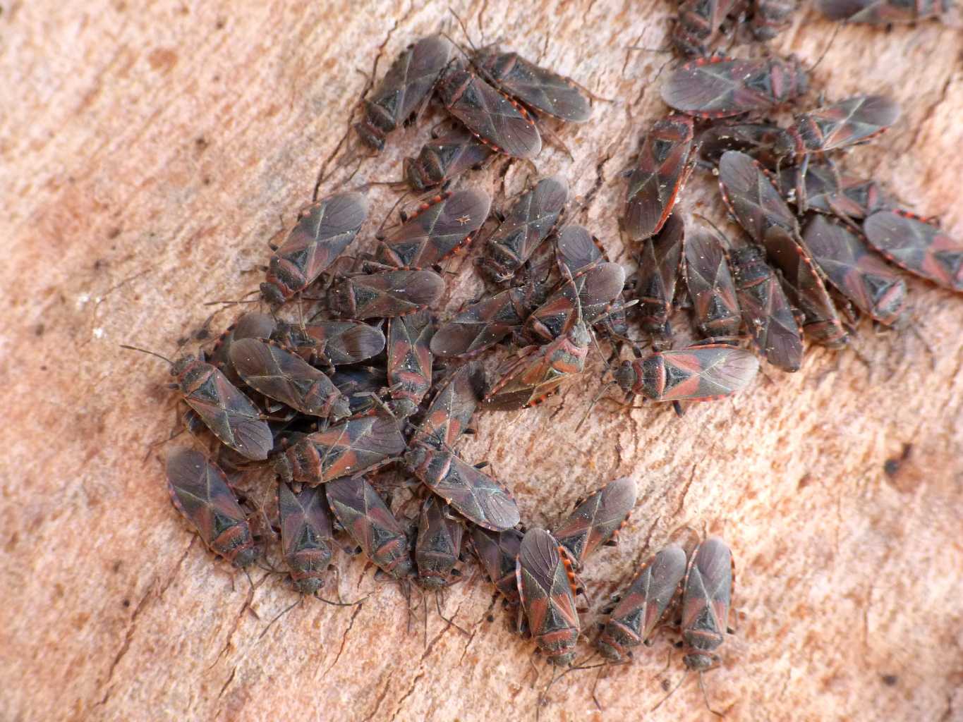 Lygaeidae:Arocatus melanocephalus - Torrimpietra (RM)